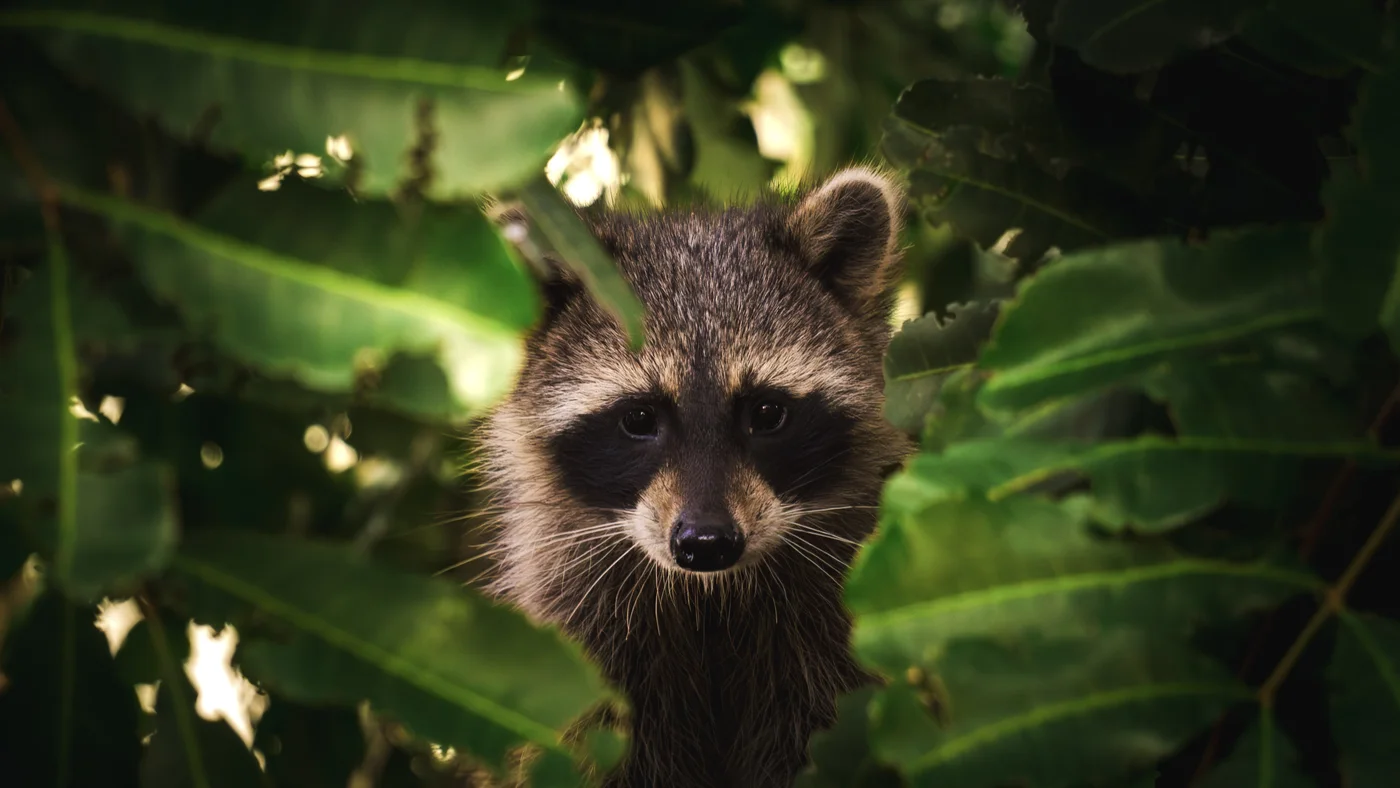 Curious Raccoon, Florida